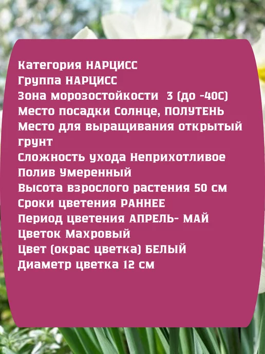 Царь сад Нарцисс крупнокорончатый махровый трубчатый, 3 шт, фото 2
