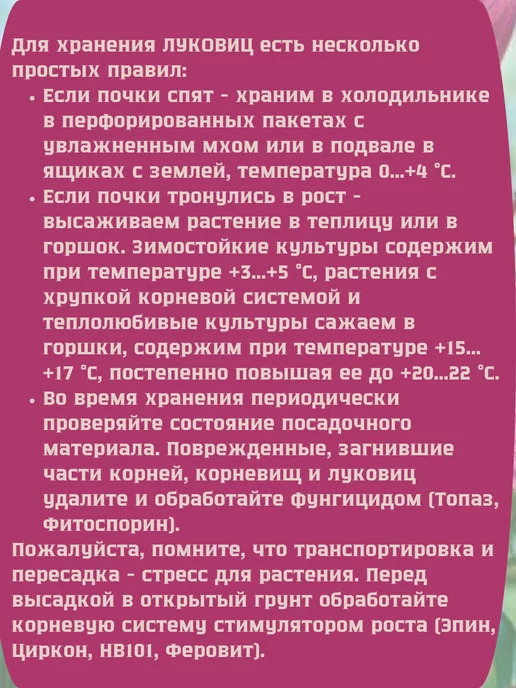 Царь сад Нарцисс крупнокорончатый махровый трубчатый, 3 шт, фото 4
