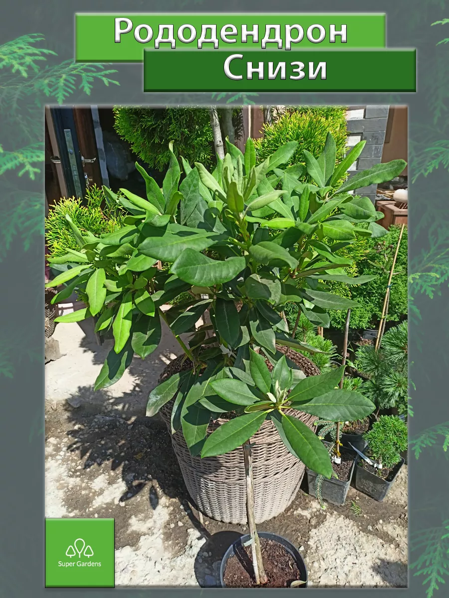 Рододендрон Снизи (Rhododendron...
