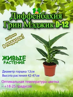 Диффенбахия Грин Мэджик D12 Это наш сад 246818369 купить за 2 078 ₽ в интернет‑магазине Wildberries