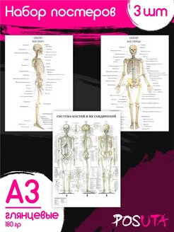 Постеры на стену интерьерные анатомия человека POSUTA 246874011 купить за 261 ₽ в интернет-магазине Wildberries