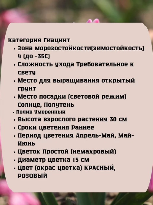 Царь сад Луковицы гиацинта Гиацинт цветок, 3 шт, фото 2