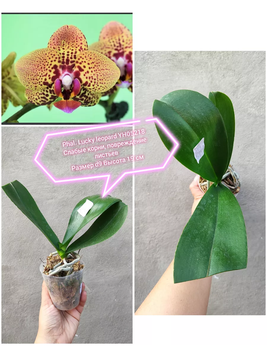 Анамен орыс секс Мас күйдегі қаңғыбас әйелдермен жыныстық қатынас