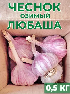 Чеснок на посадку озимый 0,5кг зимний чеснок 246893047 купить за 356 ₽ в интернет-магазине Wildberries