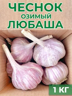 Чеснок на посадку озимый 1 кг зимний чеснок 246895865 купить за 594 ₽ в интернет-магазине Wildberries