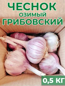 Чеснок на посадку 0,5 кг зимний чеснок 246898963 купить за 360 ₽ в интернет-магазине Wildberries