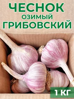 Чеснок на посадку 1 кг зимний чеснок 246899802 купить за 622 ₽ в интернет-магазине Wildberries