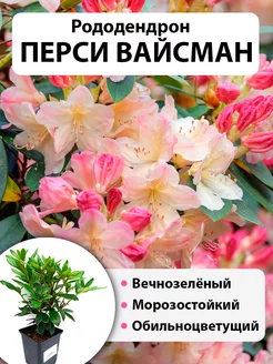 Рододендрон Перси Вайсман, саженец Саженцы питомника ЗаказВсад 246902587 купить за 1 052 ₽ в интернет-магазине Wildberries