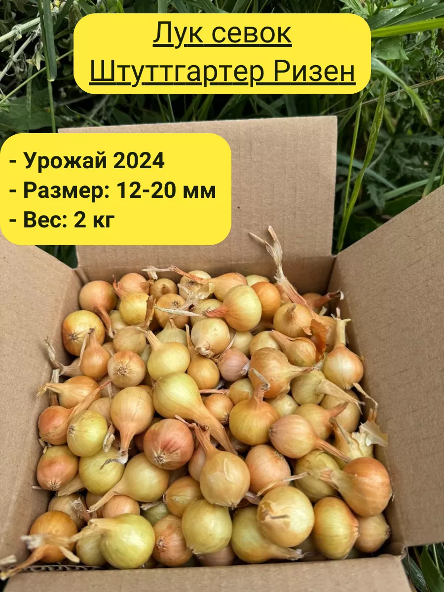 Лук севок на посадку