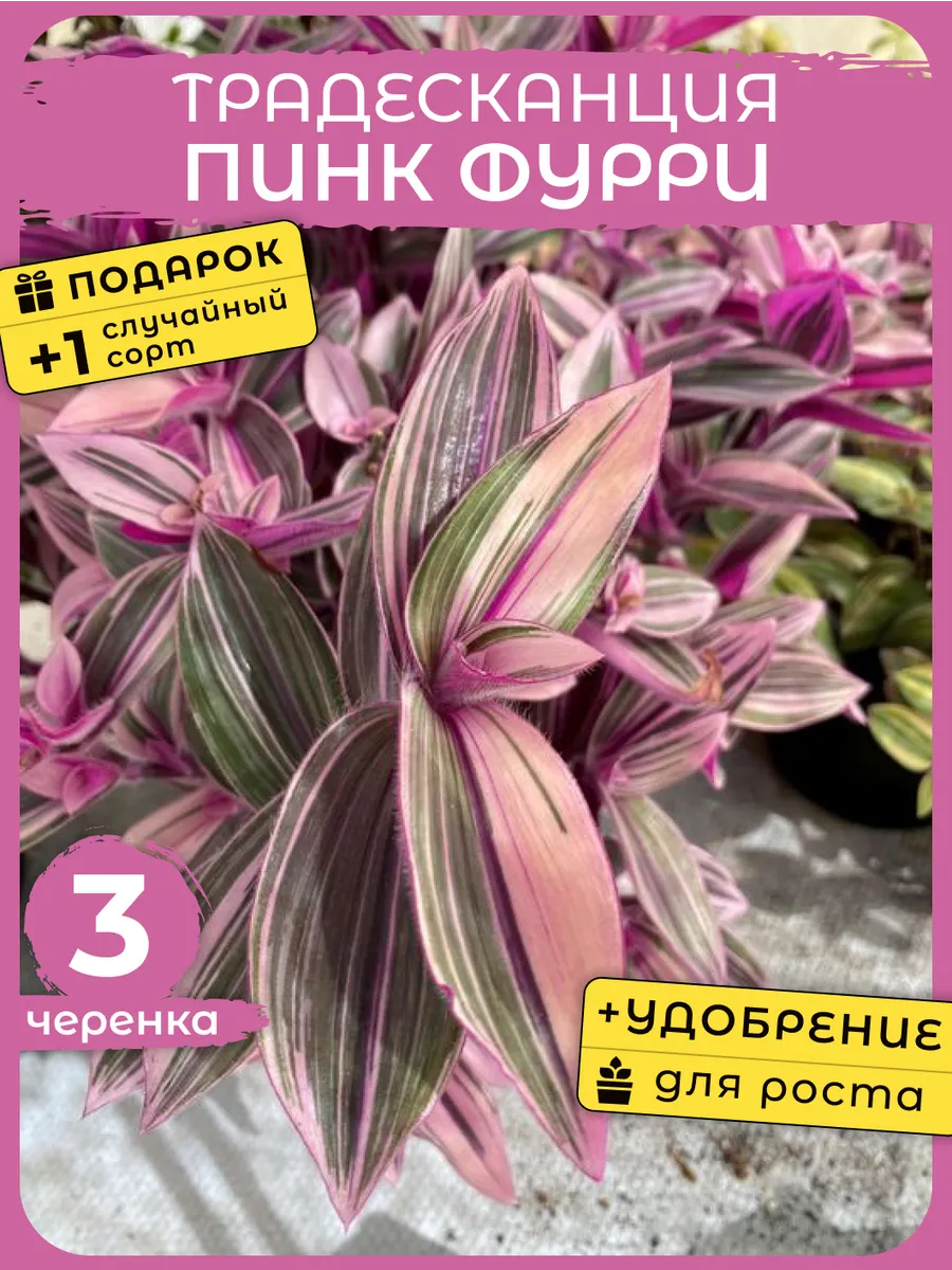 Комнатные растения живые цветы Традесканция Пинк Фурри 3ч