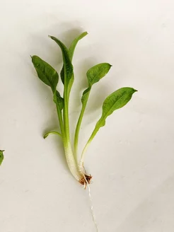 Эхинодорус парвифлориус Тропика (мелкоцветный) (1 куст) Aqua_Plants 247274194 купить за 316 ₽ в интернет-магазине Wildberries