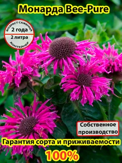 Монарда Bee-Pure (Би-Пюр) 247300477 купить за 823 ₽ в интернет-магазине Wildberries