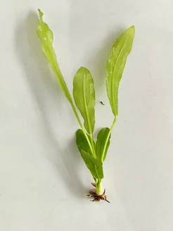 Эхинодорус Марти Майера - 1 куст. Живое аквариумное растение Aqua_Plants 247332279 купить за 339 ₽ в интернет-магазине Wildberries