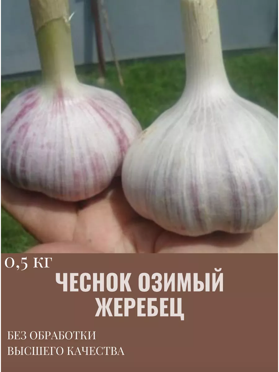 Чеснок озимый на посадку 0,5...
