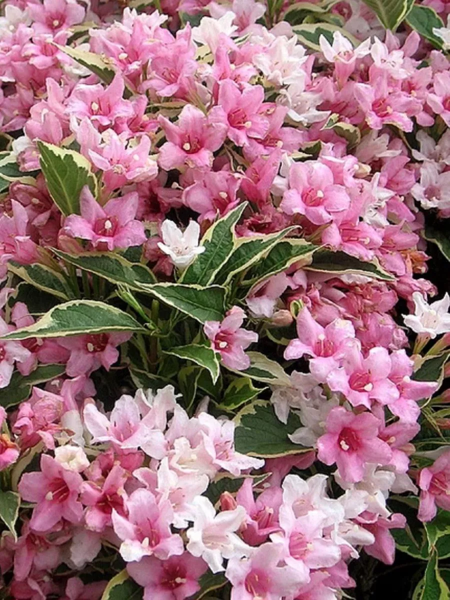 Вейгела цветущая румба. Вейгела как цветет. Вейгела цветущая rosea. Вейгела цветущая румба. Вейгела rosea.