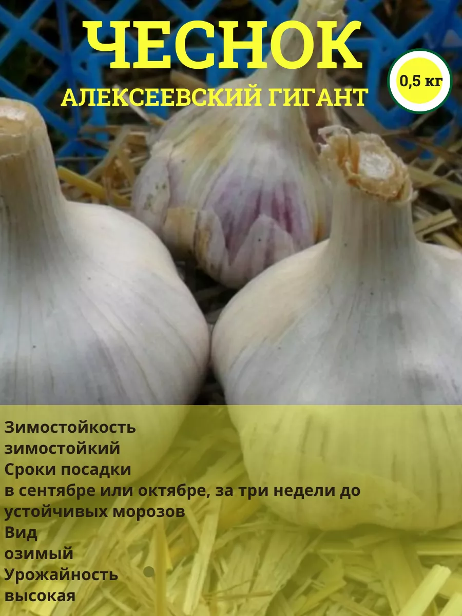 Чеснок озимый на посадку 0,5...