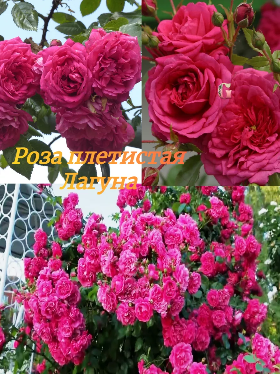 Роза плетистая"Лагуна"