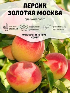 Саженцы Персик Золотая Москва ОНЛАЙН САД 247448849 купить за 344 ₽ в интернет-магазине Wildberries