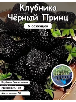 Клубника саженцы рассада "Чёрный Принц" 6 шт АГРОКРЫМ 247500988 купить за 345 ₽ в интернет-магазине Wildberries