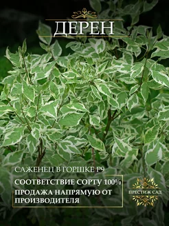 Саженцы Дерена Престиж Сад 247536552 купить за 462 ₽ в интернет-магазине Wildberries