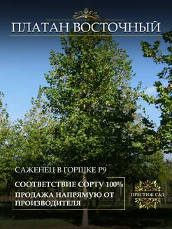 Саженцы Платана Восточного Престиж Сад 247545345 купить за 464 ₽ в интернет-магазине Wildberries