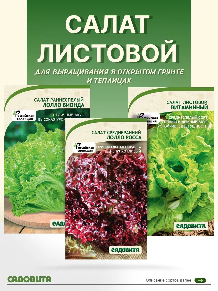 Семена салата листового