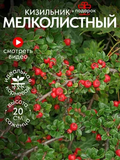 Кизильник мелколистный саженец С2 Питомник растений ПОЧТА-САД 247732465 купить за 376 ₽ в интернет-магазине Wildberries