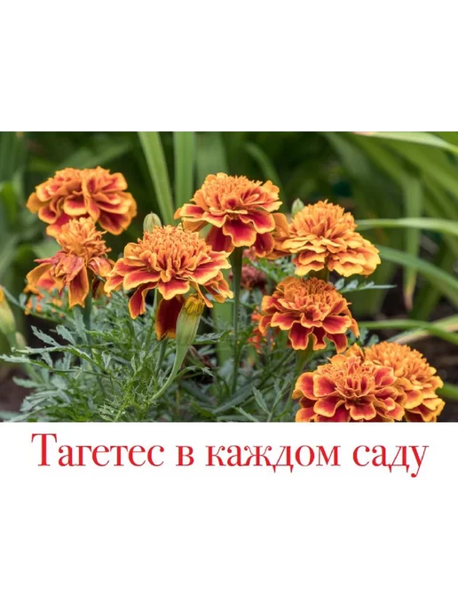 Цветок журнал о садовых цветах № 15 24.Как устроить пруд в саду, вариант, фото 3
