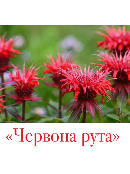 Цветок журнал о садовых цветах № 15 24.Как устроить пруд в саду, вариант, фото 6