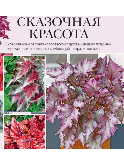 Цветок журнал цветовода №2 24.Бегонии и уход за ними, вариант, фото 4