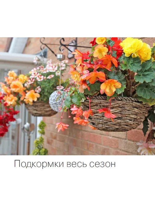 Цветок журнал цветовода №2 24.Бегонии и уход за ними, вариант, фото 7