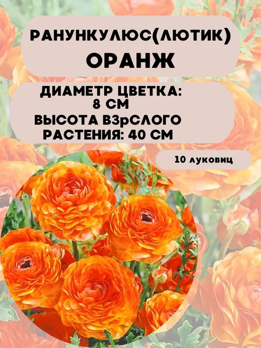 Царь сад Ранункулюс луковицы Лютик азиатский, 10 шт