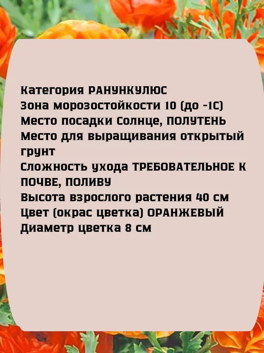 Царь сад Ранункулюс луковицы Лютик азиатский, 10 шт, фото 2