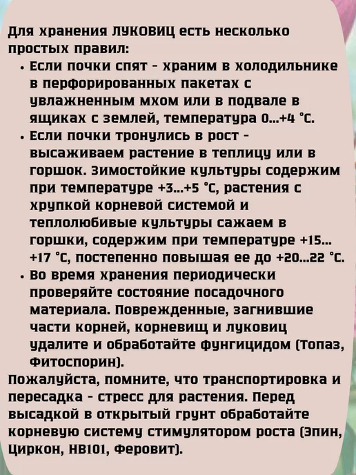 Царь сад Ранункулюс луковицы Лютик азиатский, 10 шт, фото 4