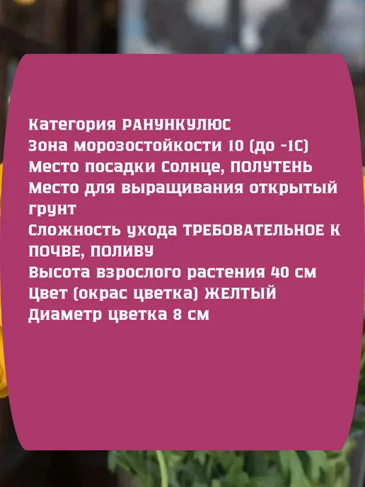 Царь сад Ранункулюс луковицы Цветок лютика азиатского, 7 шт, фото 2