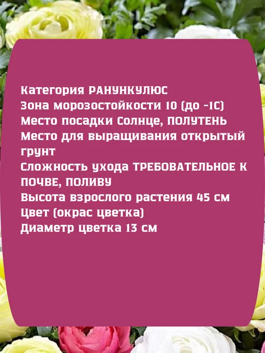 Царь сад Ранункулюс луковицы Лютик садовый, вариант, фото 2