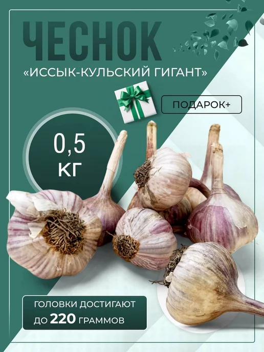 Чеснок озимый на посадку Иссык-Кульский гигант 0,3 кг, 500 г