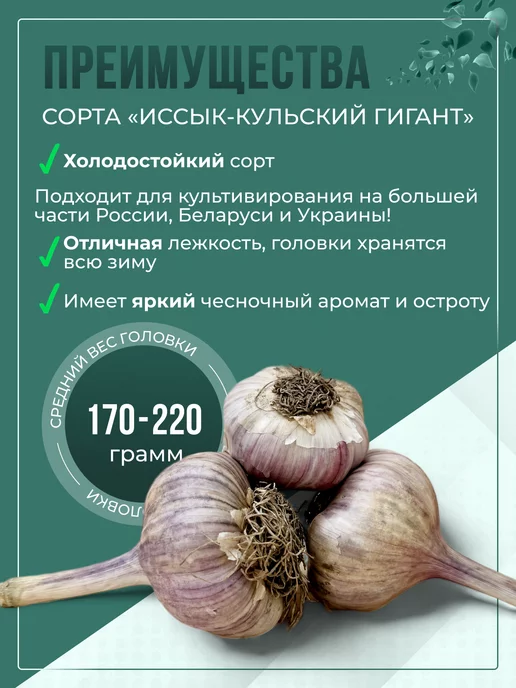 Чеснок озимый на посадку Иссык-Кульский гигант 0,3 кг, 500 г, фото 2