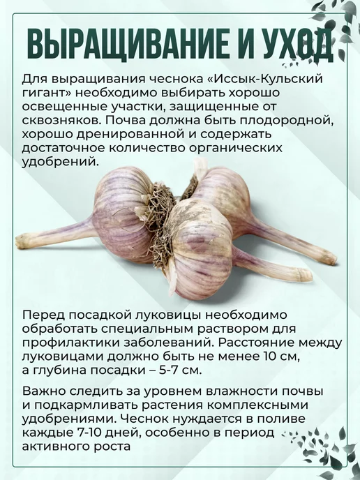 Чеснок озимый на посадку Иссык-Кульский гигант 0,3 кг, 500 г, фото 3