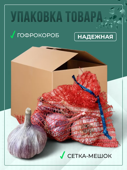 Чеснок озимый на посадку Иссык-Кульский гигант 0,3 кг, 500 г, фото 4