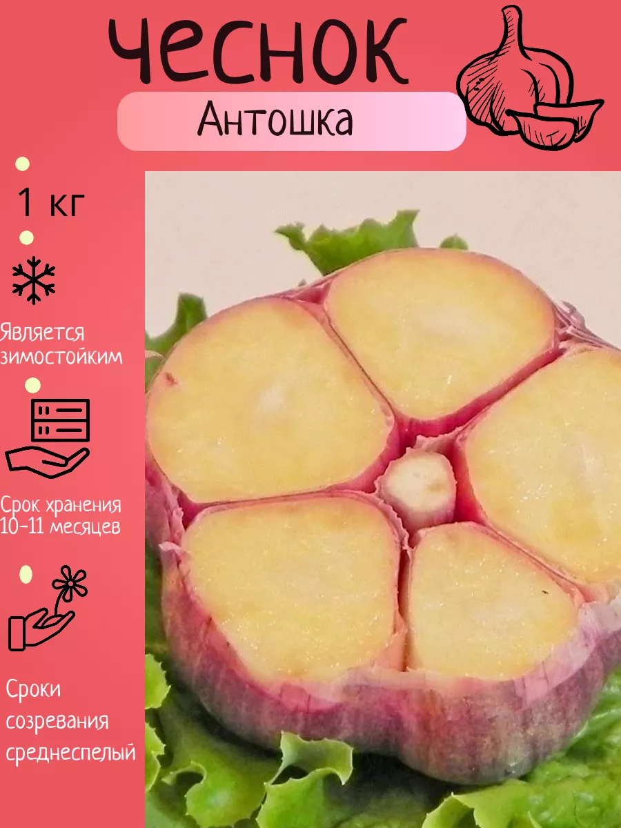 Чеснок озимый на посадку...