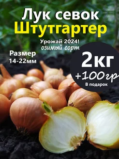 Лук севок для посадки на репку и зелень Семенология 248069783 купить за 427 ₽ в интернет-магазине Wildberries