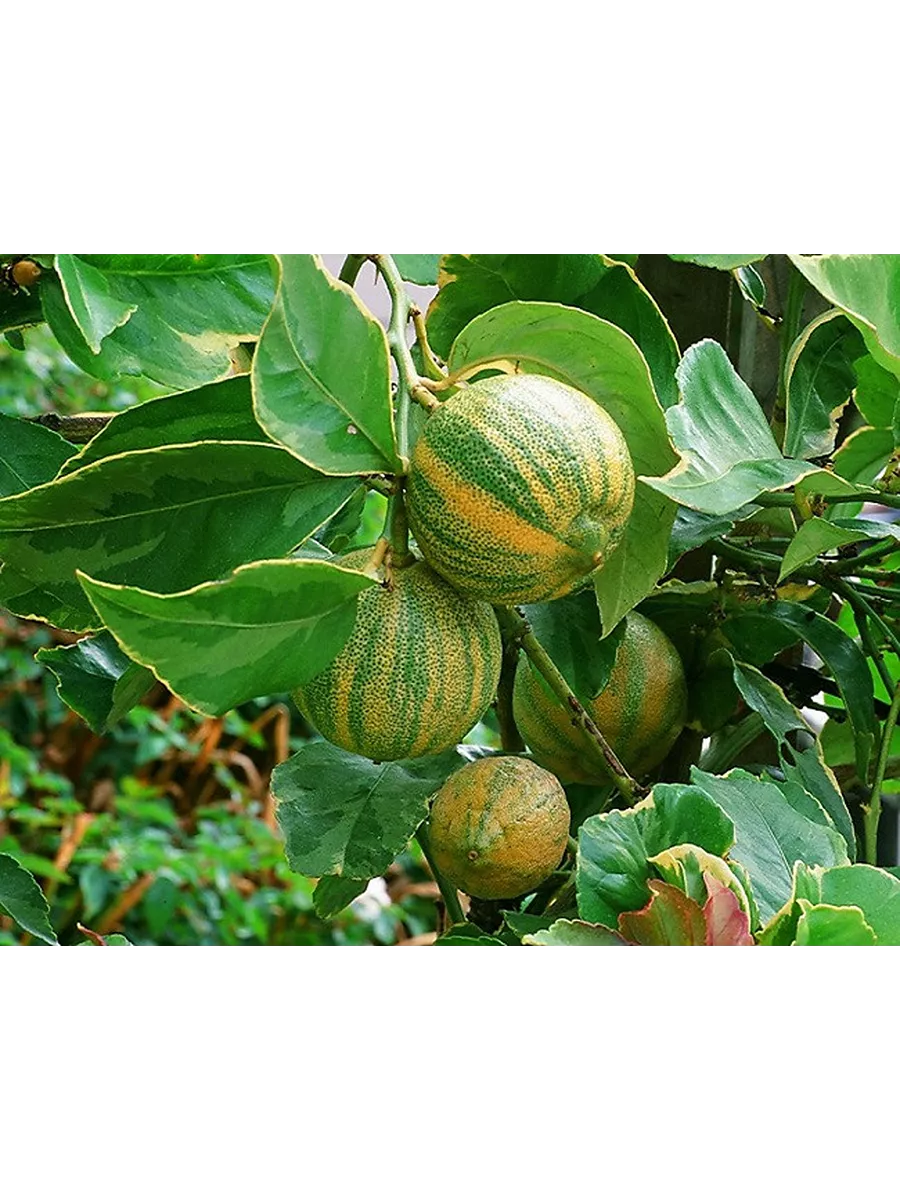 Купить Саженцы Лимона