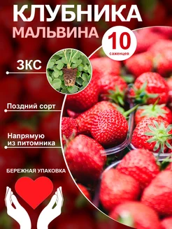 Саженцы клубники Мальвина 10шт Ягодный рай Крыма 248157385 купить за 433 ₽ в интернет-магазине Wildberries