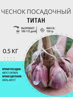 Чеснок посадочный Титан озимый 0.5 кг Цветочная Птичка 248194494 купить за 298 ₽ в интернет-магазине Wildberries