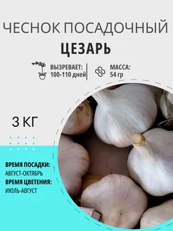 Чеснок посадочный Цезарь озимый 3 кг Цветочная Птичка 248244852 купить за 927 ₽ в интернет-магазине Wildberries