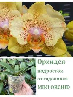 Орхидея живая (подросток-не цветет) Little Emperor Orchids Queen 248307839 купить за 1 653 ₽ в интернет-магазине Wildberries