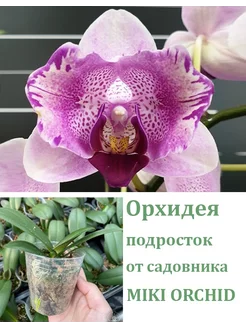 Орхидея живая (подросток-не цветет) Phal. Miki Ice Cube Orchids Queen 248312323 купить за 1 983 ₽ в интернет-магазине Wildberries