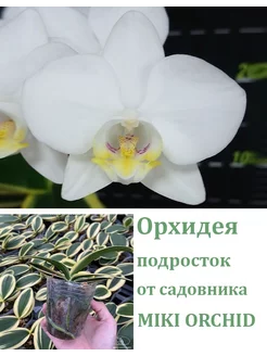 Орхидея живая (подросток-не цветет) Amabilis (variegata) Orchids Queen 248314039 купить за 2 325 ₽ в интернет-магазине Wildberries