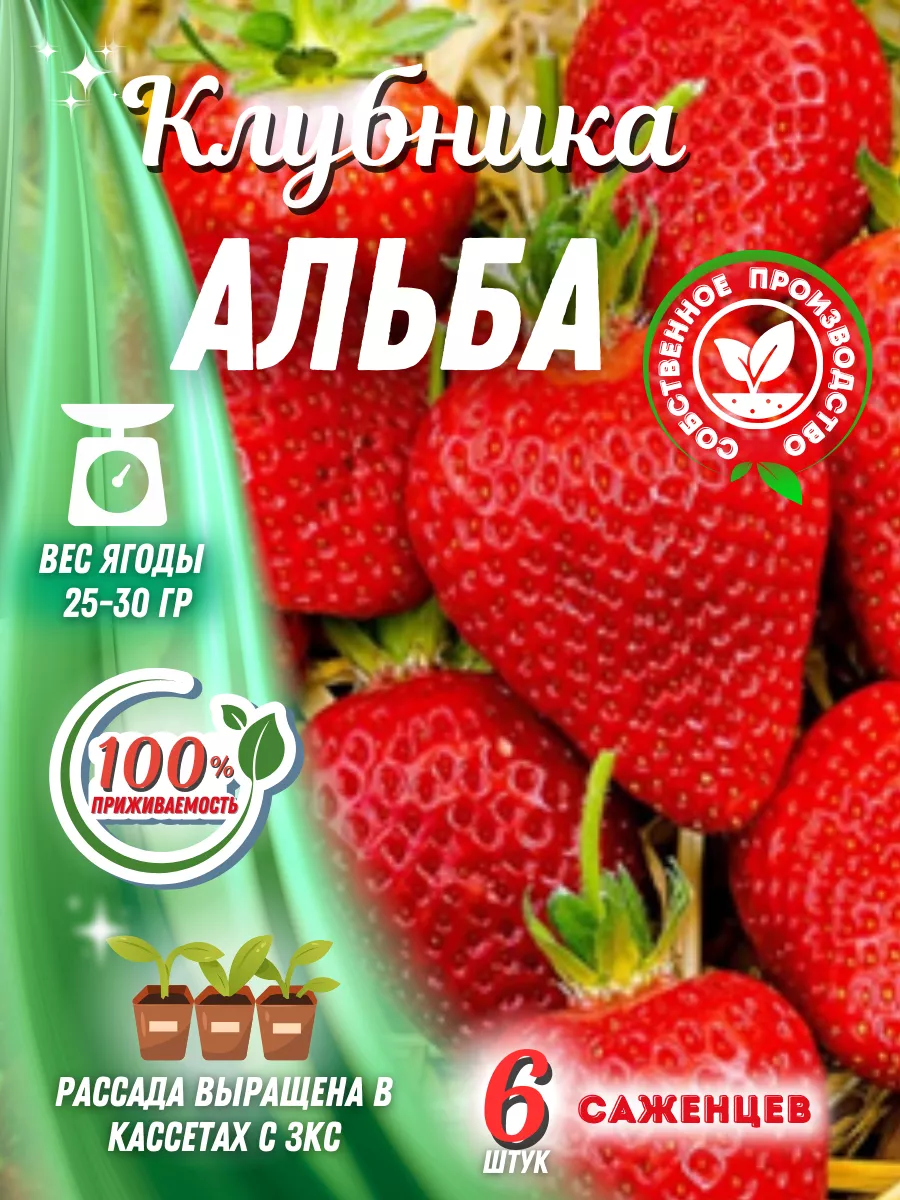 Рассада клубники саженцы Альба 6 штук